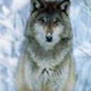 blueskywolf avatar