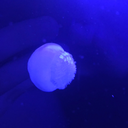 bluesoulblueheart avatar