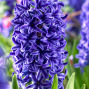 bluest-hyacinth avatar