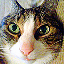 bluestbluebox avatar