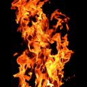 bluesweetsbird avatar