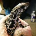 bluetegu avatar