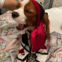 bluetheanimator avatar