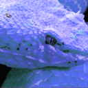 bluevipers-blog-blog avatar