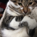 bluewallsknowme avatar