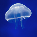 bluewastelandsoul avatar