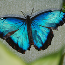 bluewintermoth avatar