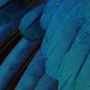 bluewizardnonesense avatar