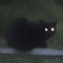 blurred-cat avatar