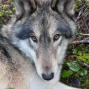 blushing-butch avatar