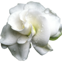 blushing-gardenia avatar