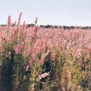 blushingbluff avatar