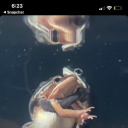 blustering-bees avatar