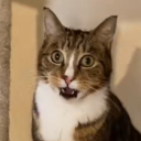 bluudarandmkat avatar