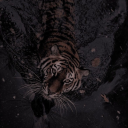 blxckdragonfly avatar