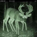 blyasukazaebali avatar