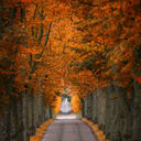 bnrfireandtrees avatar