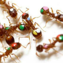 boba-best-bela-besta avatar