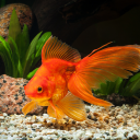 boba-tea-fish avatar