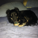 bobbylandsbergrock avatar