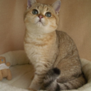 bobbythebaker avatar