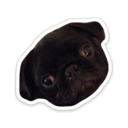 bobthepug-blog avatar