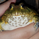 bode-acious-boi avatar