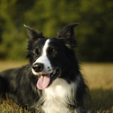 bodercollieshepherdess avatar