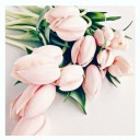 bodiroga-dunja avatar