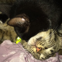 body-pussitivity avatar