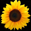 bodyslamscars avatar