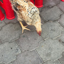 boggletoggle314 avatar