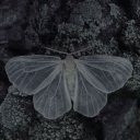 bogofaspen-main avatar