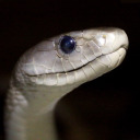 bogwaterthefrog avatar