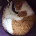 bogwitch-birdkeeper avatar