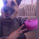 bohemian-village avatar