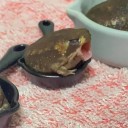 boilingpotfrog avatar