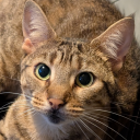 boisterousrobot avatar