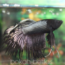 bokah-bettas avatar