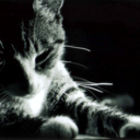 bokeneko-blog-blog avatar