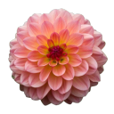 boldzombiebastard avatar