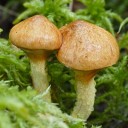 bolete avatar