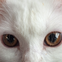 boli-me-kaktus avatar