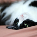 bolshevikbutterfly avatar