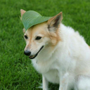 bombegranatepunch avatar