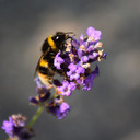 bombus-terrific avatar