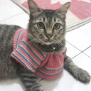 bonafide-dreamer avatar