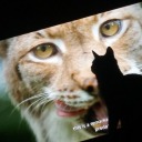 bonbonthebaby avatar