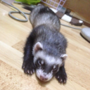 bonbonzoo-blog avatar