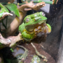 bonehead-central avatar